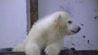 雨降りのホッキョクグマ舎~Polar Bears in Rain