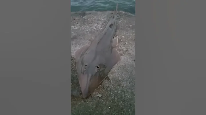 Big ass shovel nose shark from rocks
