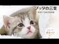 ゆるねこ×ブッダの言葉／仏教とジレンマ／少年イン・ザ・フッド／ある奴隷少女に起こった出来事／無限の始まり／アメリカン・ブッダ／残酷な進化論・他｜この仏教書がすごい！（22-23 Sep 2020）