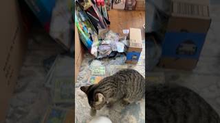 My cat attacked my Pokemon cards 😭 #pokemoncards #reshiram #pokemontcg #funnycats