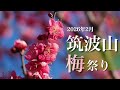 【筑波山梅林】2月 咲き始めた梅林　〜梅祭り開催中〜