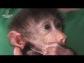 Выкармливание детенышей обезьян в Фельдман Экопарк /Bringing up of monkey cubs in Feldman Ecopark