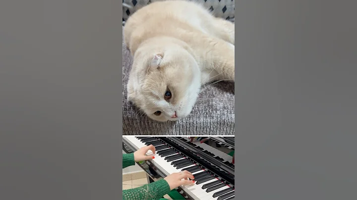 Watch the video about Almaz the Cat lives his best life (Scottish Fold) #catsruleeverythingaroundme
