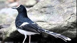 Burung Kacer Air Jantan Betina Free Music Download