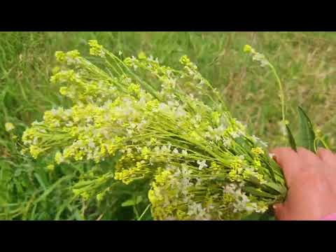 Video: Înflorirea plantelor de hrean: ce să faci cu florile de hrean