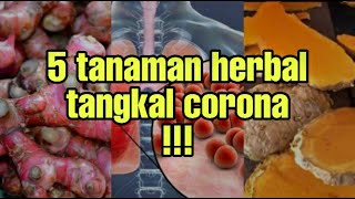 Obat herbal mampu cegah virus corona