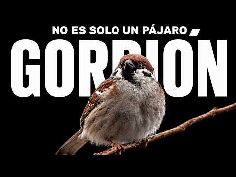 El gorrión. ¿Por qué desapareció?