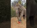 "You Won’t Believe How This Elephant Eats a Pumpkin 😲🐘🎃#shorts #facts #whiteelephant
