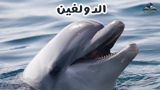 الدولفين | صديق الانسان | حقائق و اسرار عن الدلافين| Dolphins hunting fish