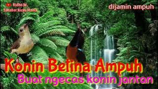 Suara KONIN Betina Buat Ngecas Pejantan Dijamin Topcer @MKSurabaya