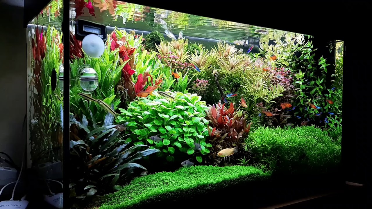 Aquarium Juwel Rio 125 l - YouTube