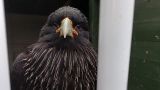 Rip Zorro 🖤 My 38 Year Old Striated Caracara  #striatedcaracara #birdtok🦜 #avianandexoticanimalcare