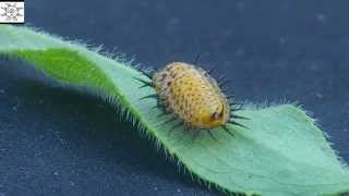 Caterpillar? Or Larva?