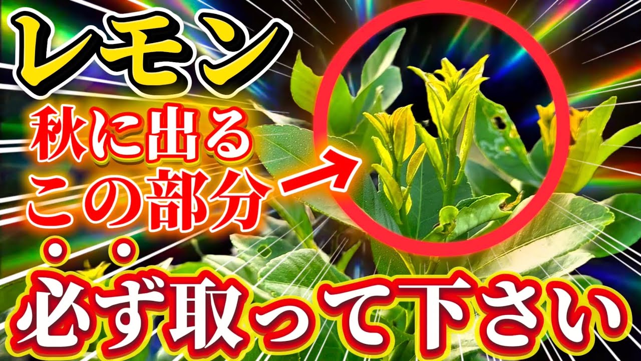 【レモンの木です】 Lemon] Be sure to remove this part! It will sprout next spring and