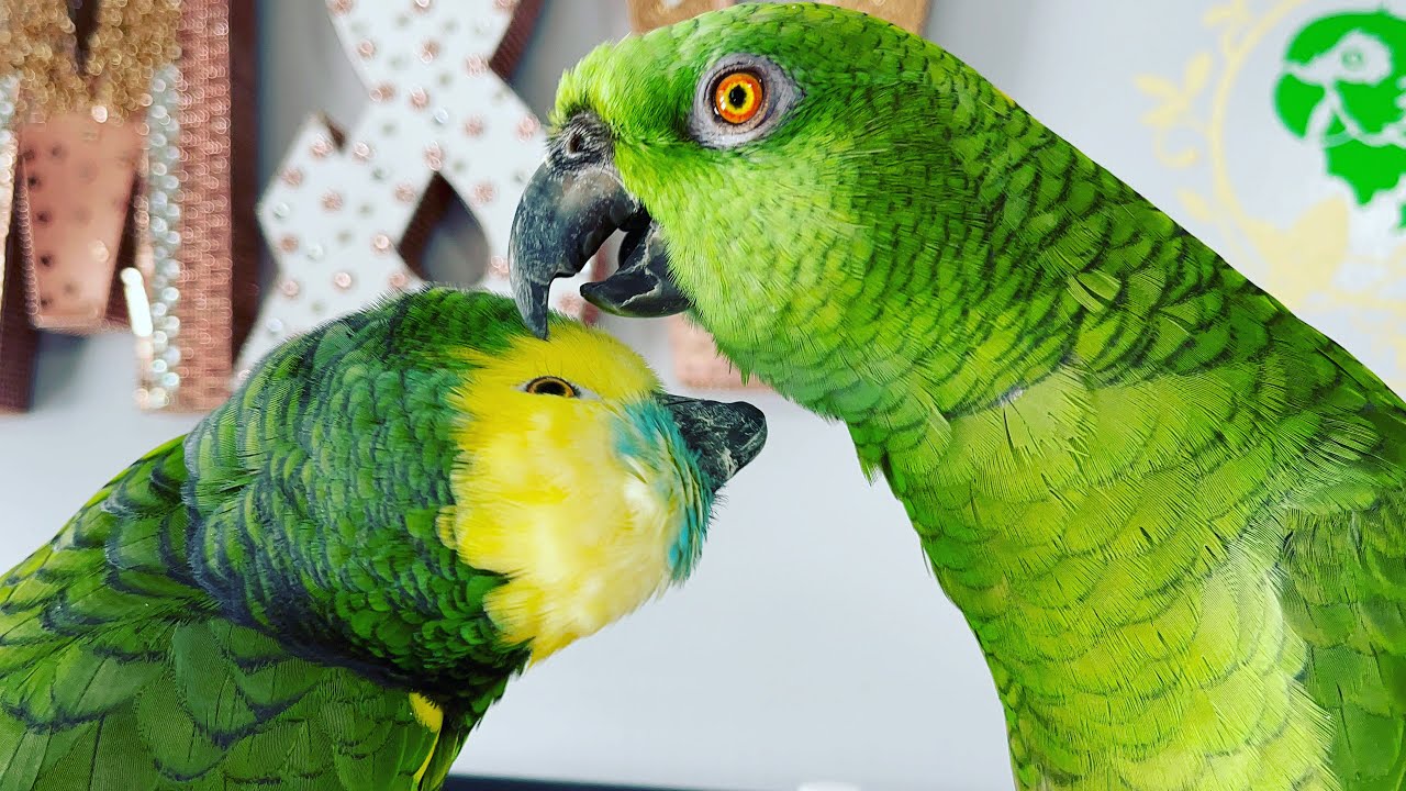 No podrás creer primera vez vicky hace esto a Jaco/mira lo que vicky le hizo a Jaco vicky enamorada