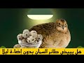 هل يبيض طائر السمان في الظلام؟ إليك الحقيقة الصادمة عن الإضاءة والإنتاج!