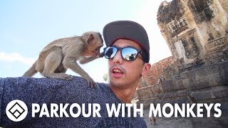 Parkour with MONKEYS | Thailand monkey festival | Team Farang