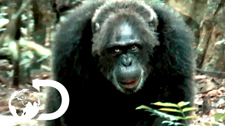 Most Brutal Chimpanzee Society Ever Discovered | R...