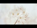 The Golden Hour Pause 🌸 Soothing Piano for Deep Focus & Study