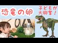 [水につけると大きくなる] 恐竜の卵を孵化させてみました！[成長日記]