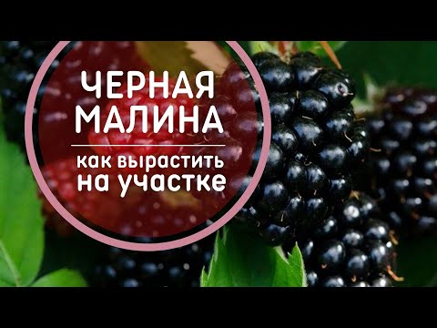 Черная малина – Агротехника 🍇 Технология выращивания, обрезка, размножение черноплодной малины