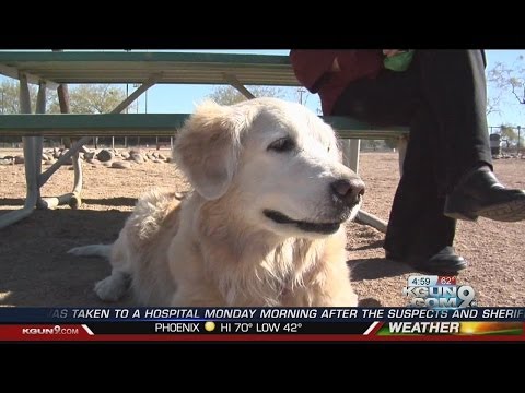 Video: Hemlös man hittar nytt hem för honom och hans hund