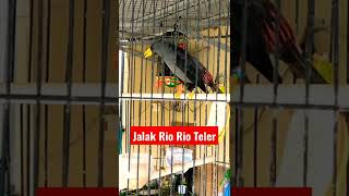 Jalak Rio Rio Teler || Terapi Jalak Rio Rio Teler || Masteran Jalak Rio Rio