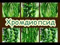 ХРОМДИОПСИД✅: вся ПРаВДа о ЯКуТСКиХ ИЗуМРуДаХ♻️МеСТоРоЖДеНие и СВойСТВа🍀ТаЛиСМаН и АМуЛеТ☘️СаМоЦВеТ