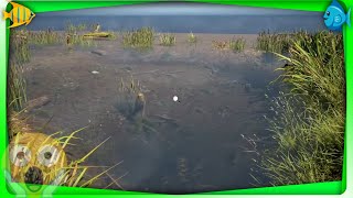 Relaxing Simulator- Swimming with the Fishes -ASMR -Radio