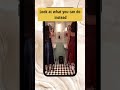 Instagram- alina__volik instagramtips contentcreator... #Shorts #alina__volik