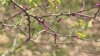 St. Louis residents face early spike in allergy symptoms