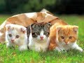 「絶対に笑う」あり得ないことをする犬★おもしろい犬のハプニング, 失敗画像集 #31