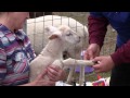 Caring for Lambs/Sheep (Banding, Immunizations and Deworming)