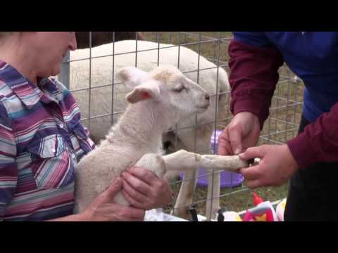 Video: White Lamb - Useful Properties, Cultivation And Use Of White Lamb In Folk Medicine