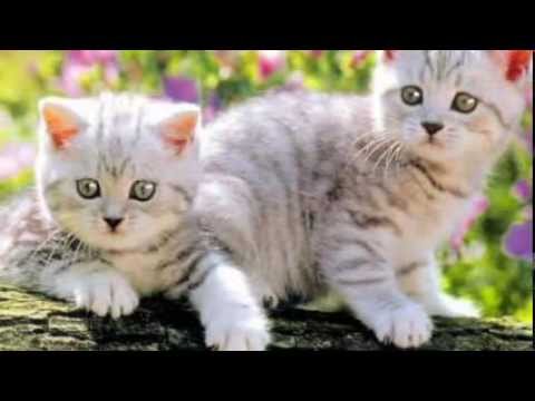 Cele Mai Dragalase Pisicute Cute Kittens Youtube