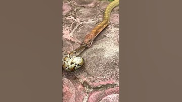 King cobra eats python #shorts