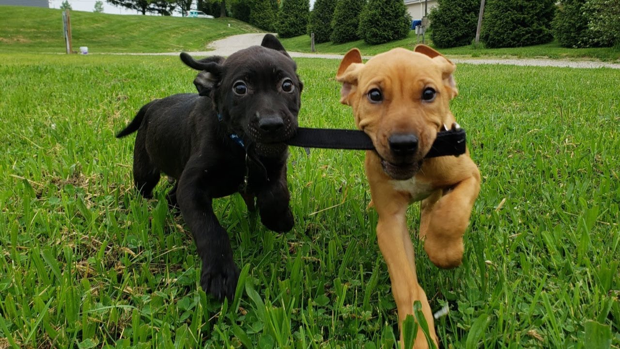 Erie Humane Society   Our Journey