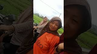 Story Di Keban Agung kedurang bengkulu manna kedurang  sawah kebun