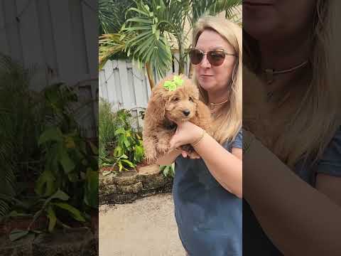 Video: Koiran hyväksyminen: Eloon 24 tuntia