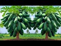 5 great ideas for propagation papaya trees papaya