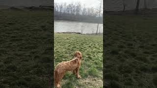 Get out in nature today ☀️#dog #walk #nature #cavapoo #Ripthecavapoo