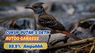 Viral! Teknik Pancingan Murai Batu dengan Tembakan Mematikan, Burung Langsung Ganas!