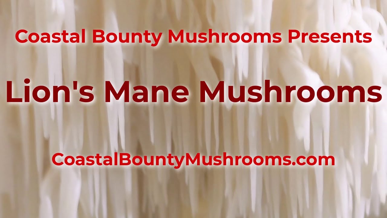 Lions Mane Mushrooms