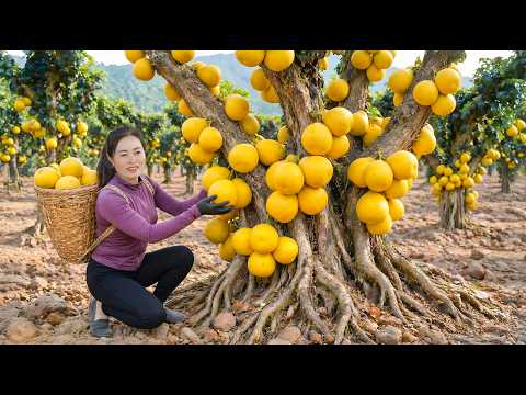 Harvesting Rare Wild Grapefruits | Traditional Village Recipe