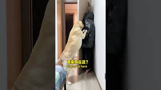 【旺仔很忙🐶Wangzai Is Busy】和狗子捉迷藏，狗子居然把我耍得团团转Let's Play Hide And Seek!