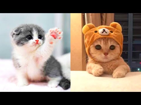 The Most Lovely Super Cute Kittens In The World | Cute Cat Compilation