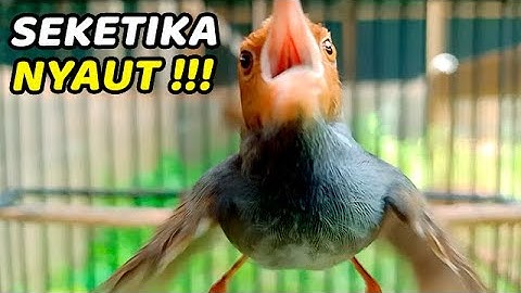 GASSPULLL !!! MASTERAN PRENJAK KEPALA MERAH GACOR SUARA NGALUN ENAK COCOK UNTUK PIKAT/PANCINGAN