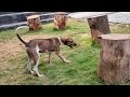 Dog enjoying in Grass field