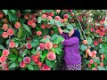 Harvesting Fresh Large Peaches and Making Jam and Juice For The Winter!