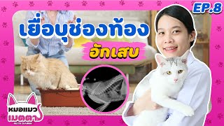 หมอแมวเมตตา Ep.8 | โรคเยื่อบุช่องท้องอักเสบ (FIP)